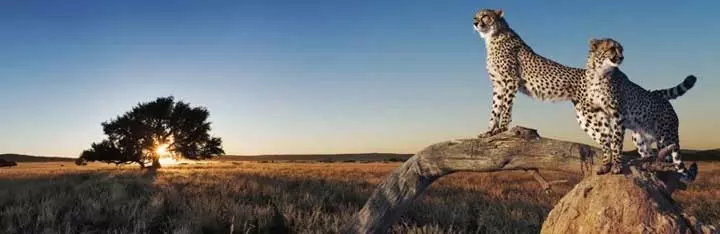 Самый быстрый плагин кэширования WP
