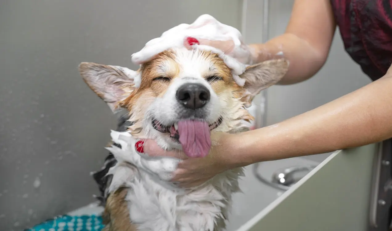 犬のグルーマーで手入れされている犬