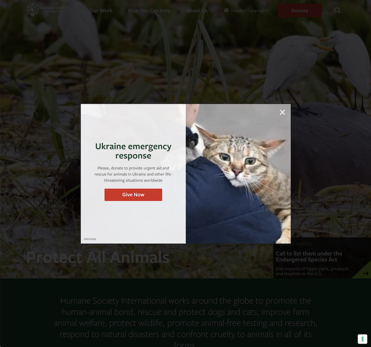 Popup ditampilkan di situs web Humane Society International