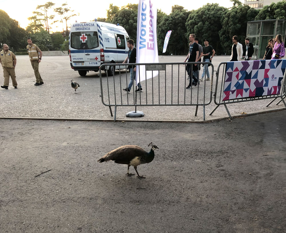 wordcamp eropa 2022 burung merak lari gratis