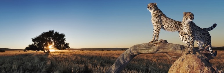بانر 772 × 250 (2)