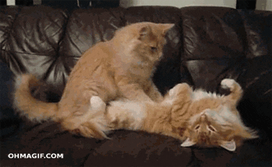고양이 몸 GIF - GIPHY 찾기 및 공유