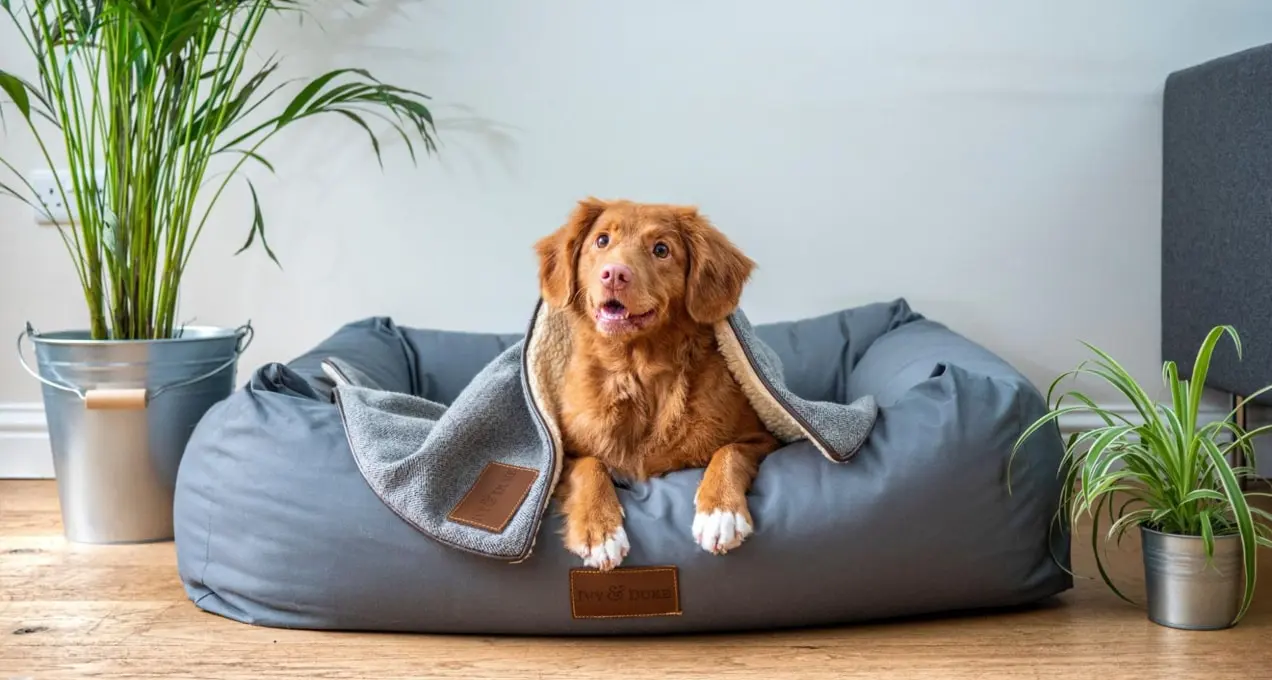 Stock photo d'un chien sur un lit de chien bleu