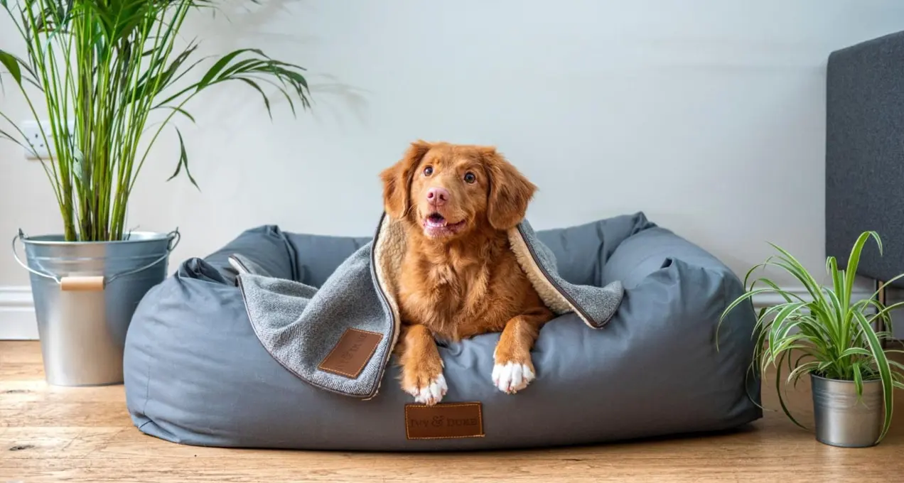 Stock Foto eines Hundes auf einem blauen Hundebett