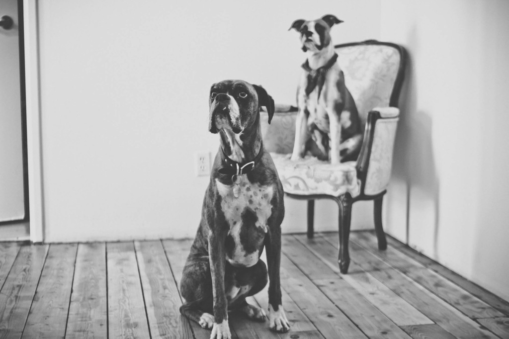 2 つのボクサー タイプの犬の白黒写真。 1 人は椅子に座っており、もう 1 人は手前の床に座っています。
