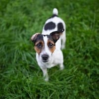 Jack Russell Terrier