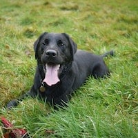 Labrador Retriever