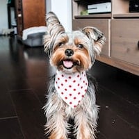 Yorkshire Terrier