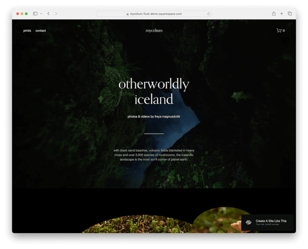 modèle d'artistes mycélium squarespace
