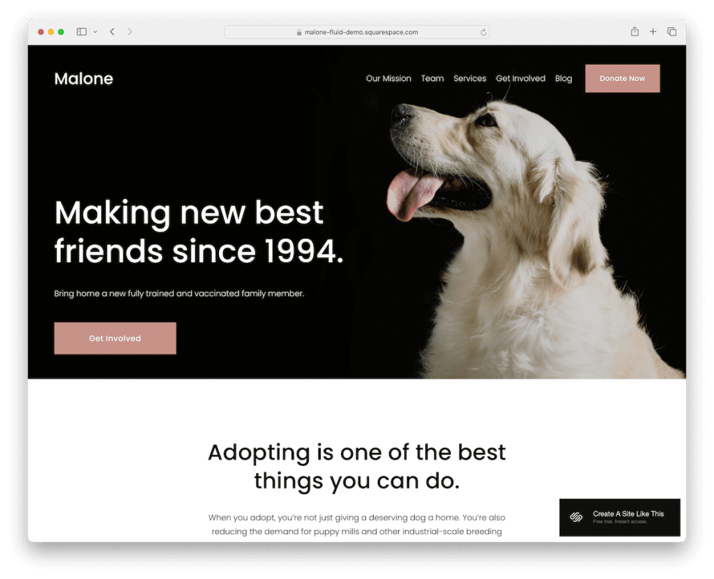 modelo sem fins lucrativos malone squarespace